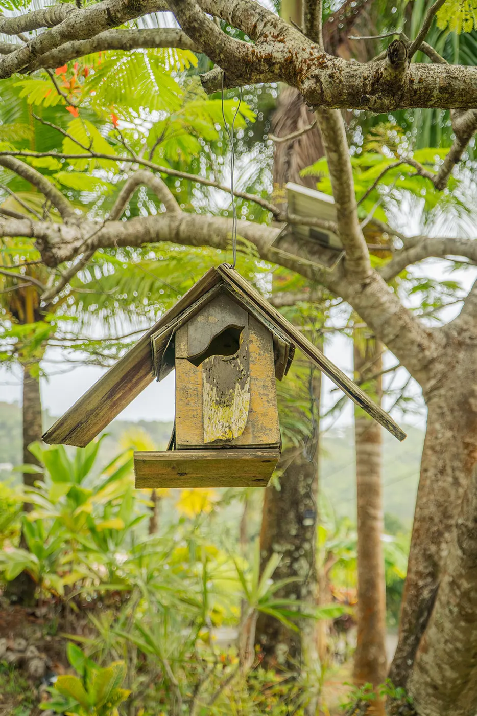 The birdhouse