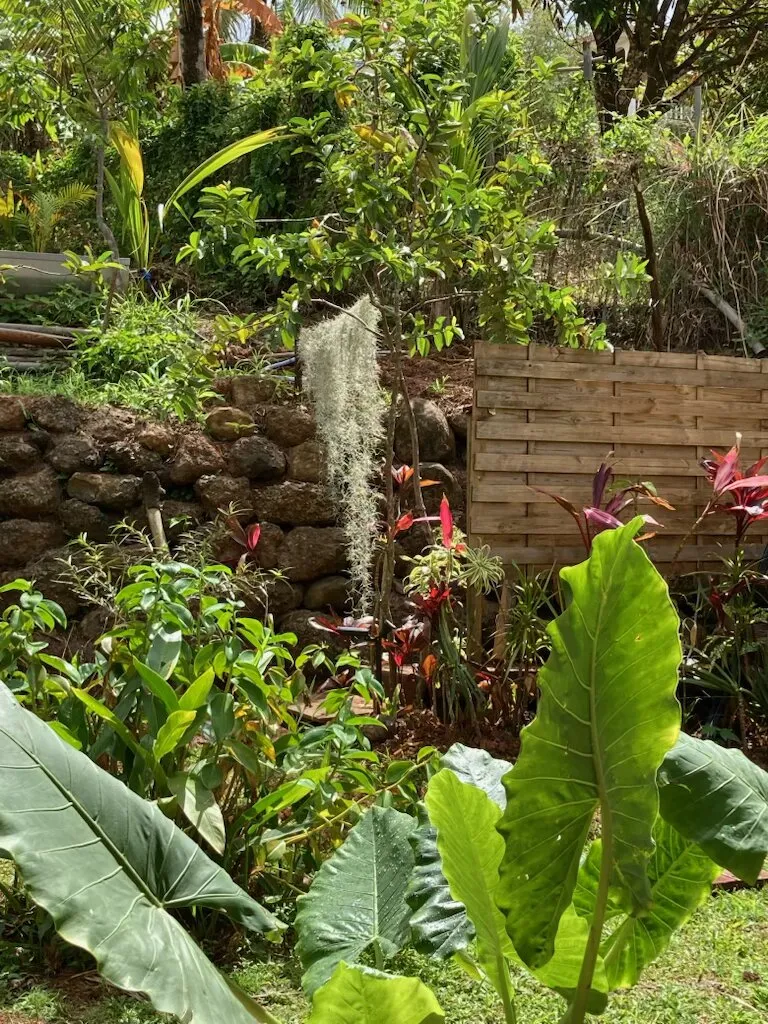Solar shower