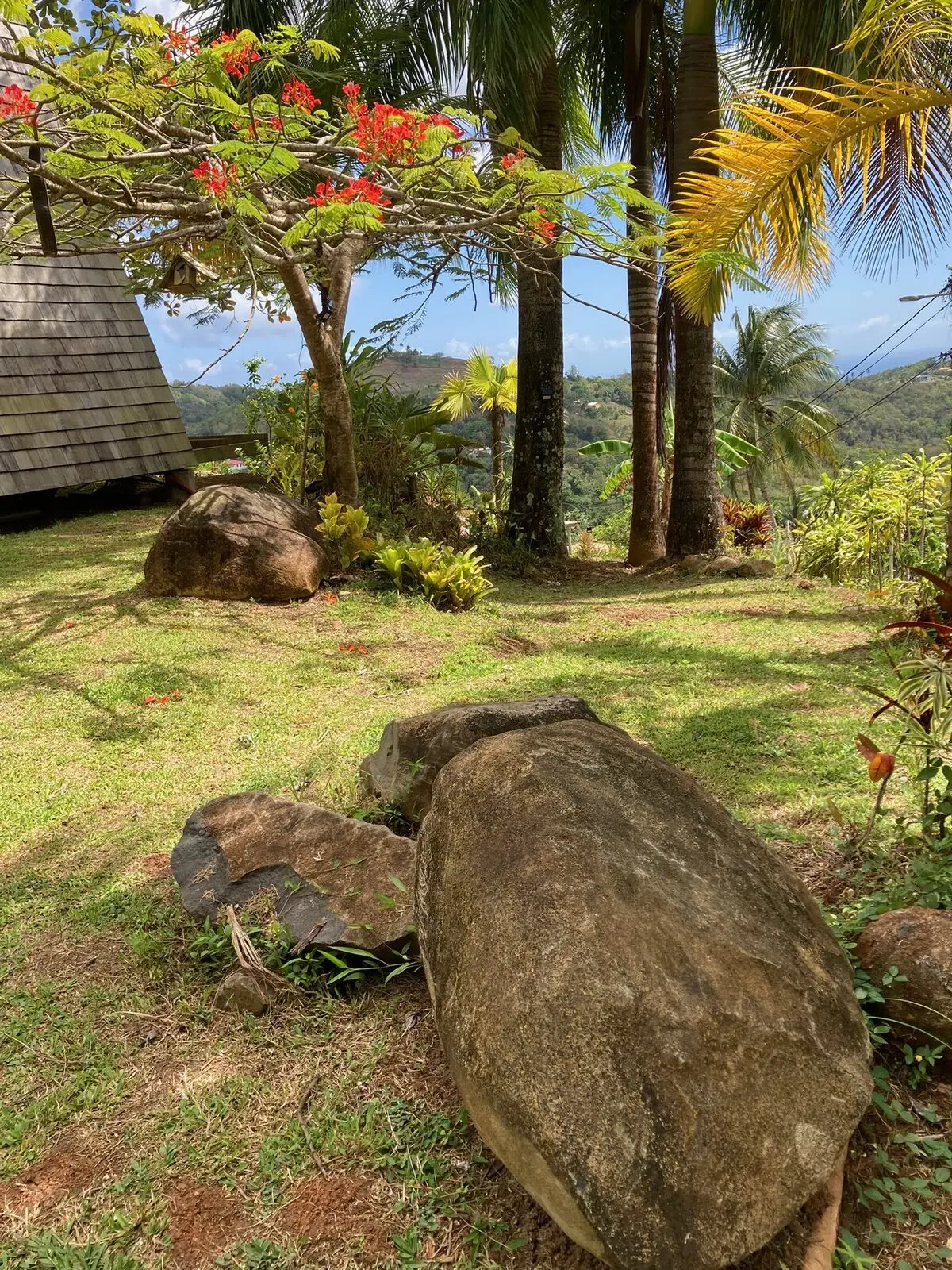 Flamboyant tree, palms and hills overlooking Montravail forest