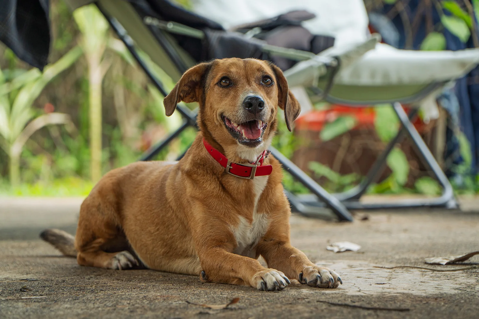 Samsam, chienne créole des Vendredis