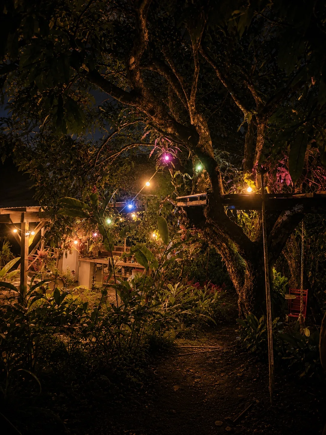 Lights in the mango tree