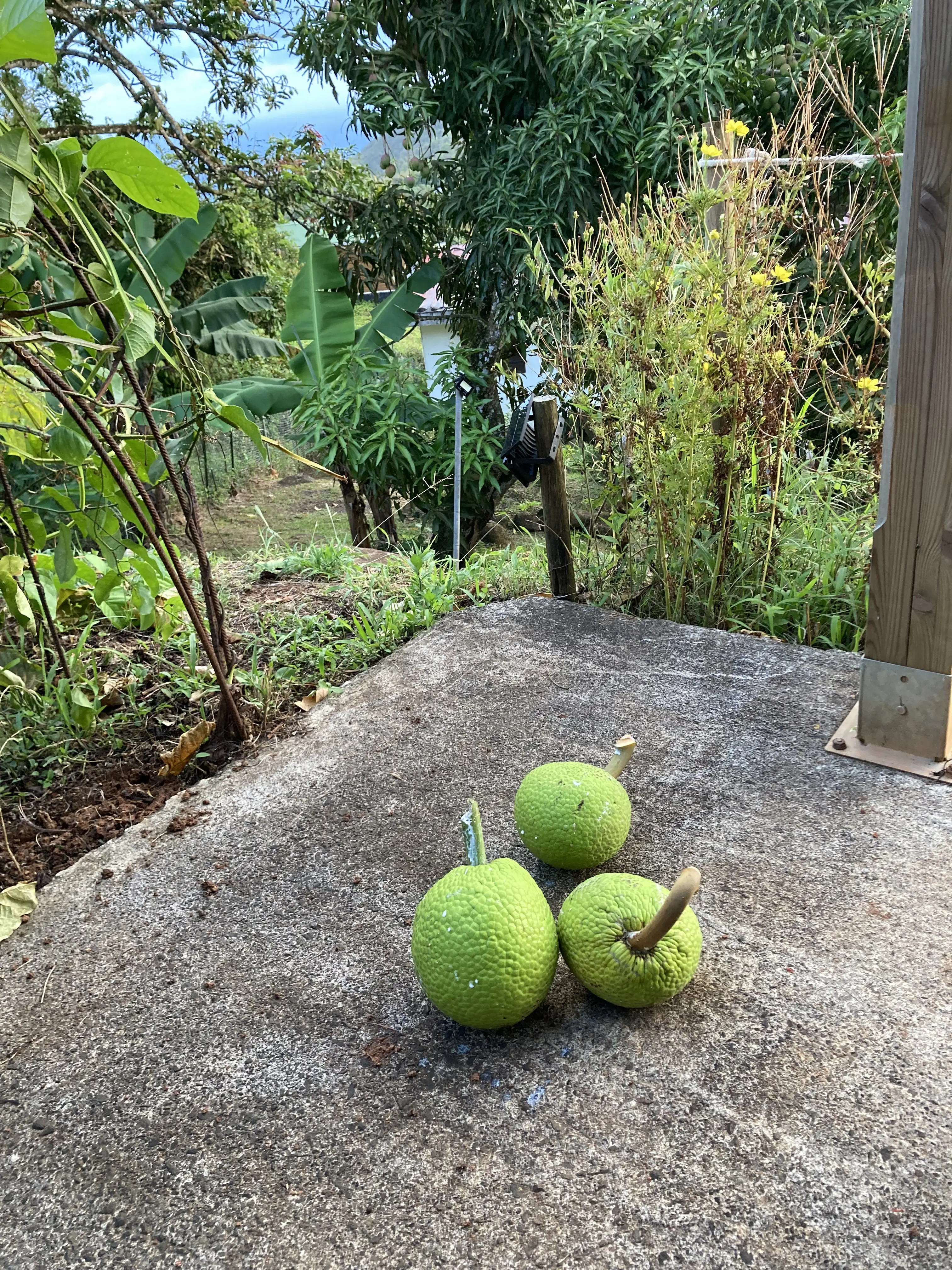 Three picked breadfruits on the concrete, garden in the background