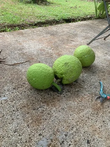 Passion fruit freshly harvested on the ground