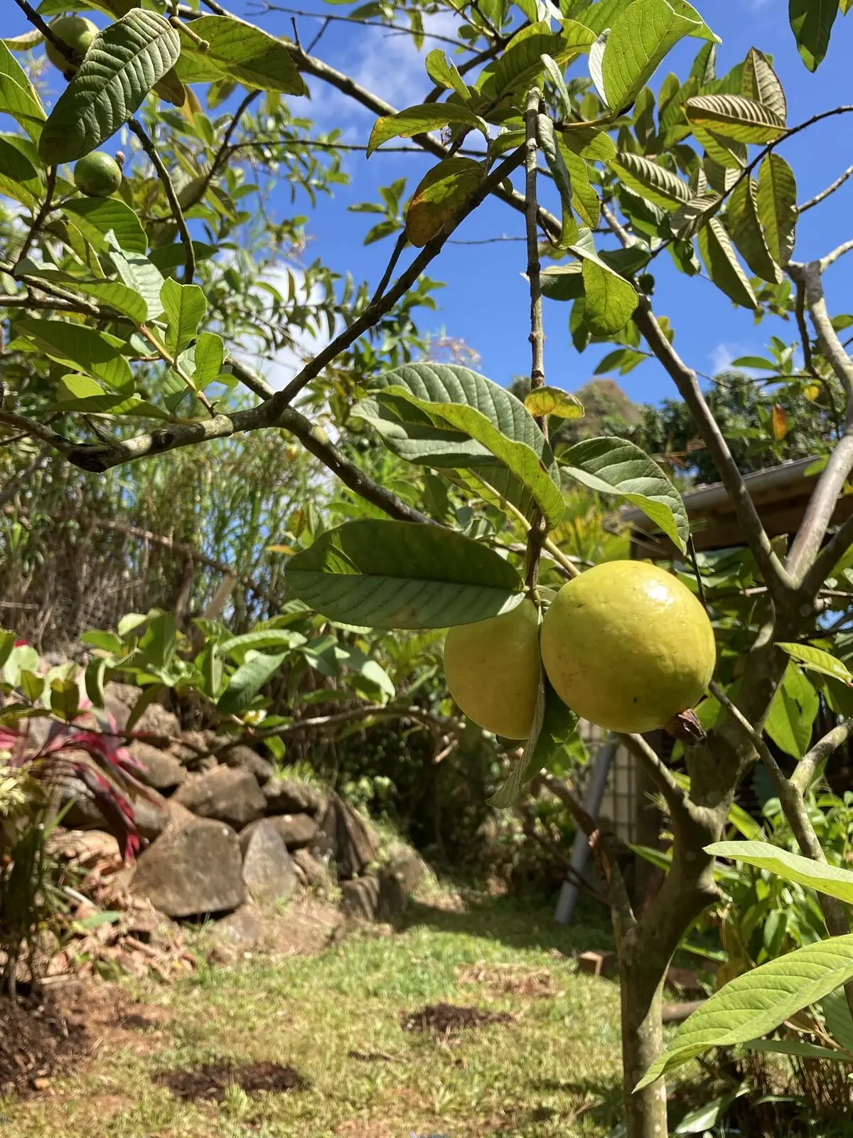 Goyavier dans le jardin tropical des Vendredis, Sainte-Luce, Martinique