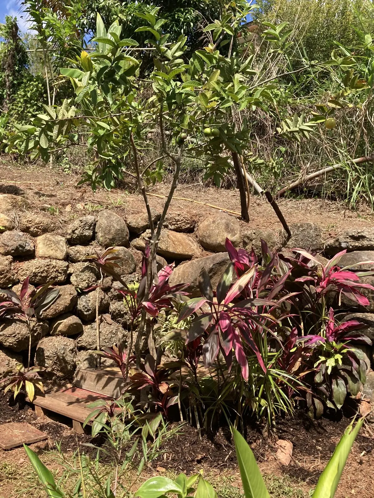 Plantes tropicales dans le jardin des Vendredis, Sainte-Luce