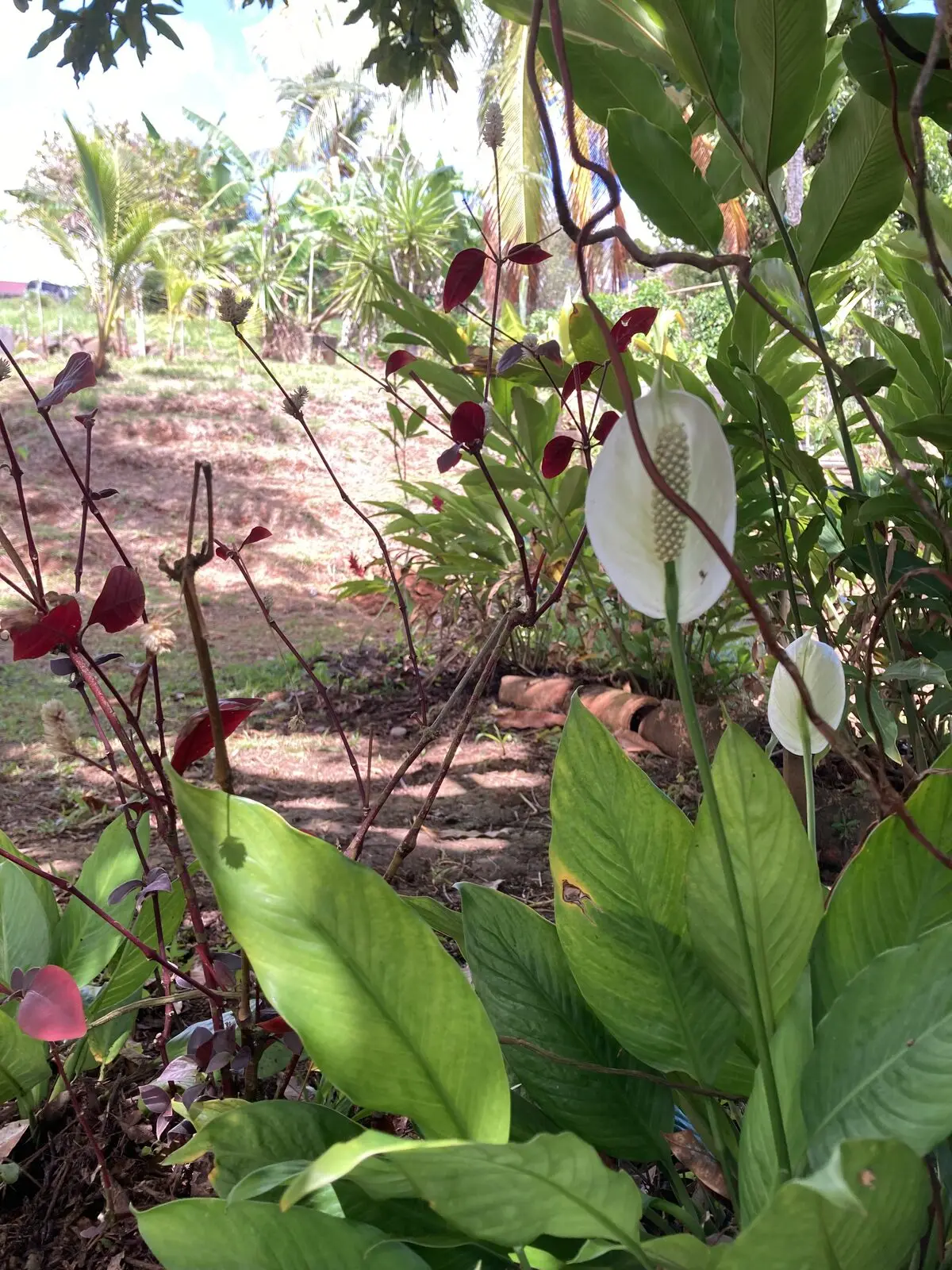 Anthurium dans le jardin tropical des Vendredis, Martinique