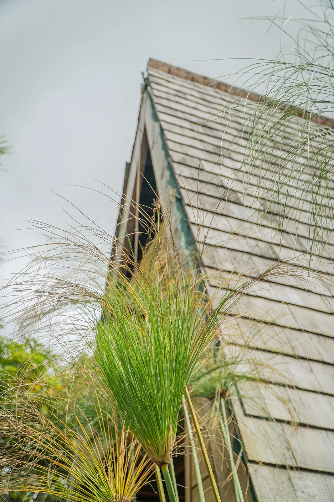 Pointe de l'A-frame en contre-plongée à travers un papyrus, Les Vendredis