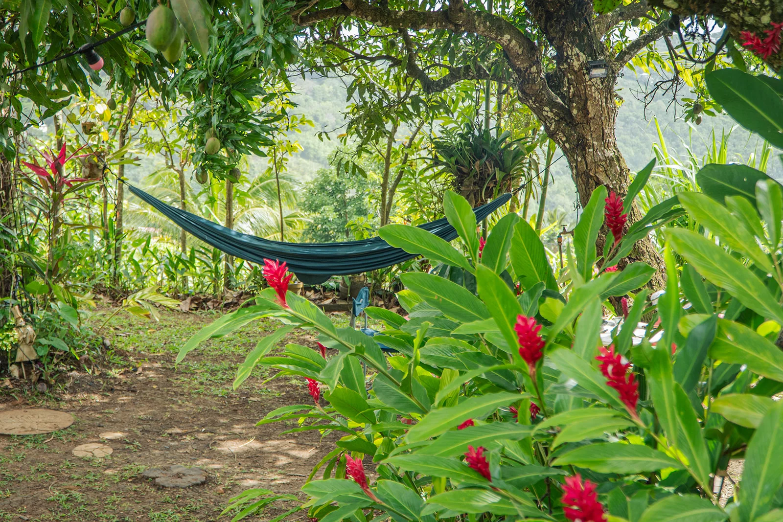 Hamac bleu dans le jardin tropical, gingembles rouges au premier plan, Les Vendredis