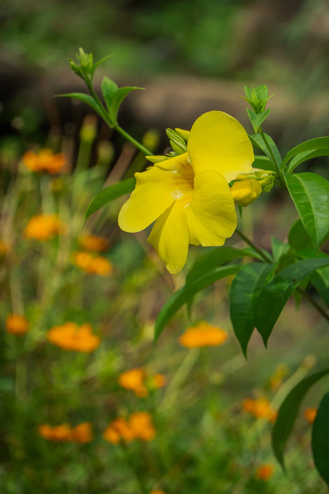 Allamanda jaune sur fond de fleurs orange, jardin des Vendredis