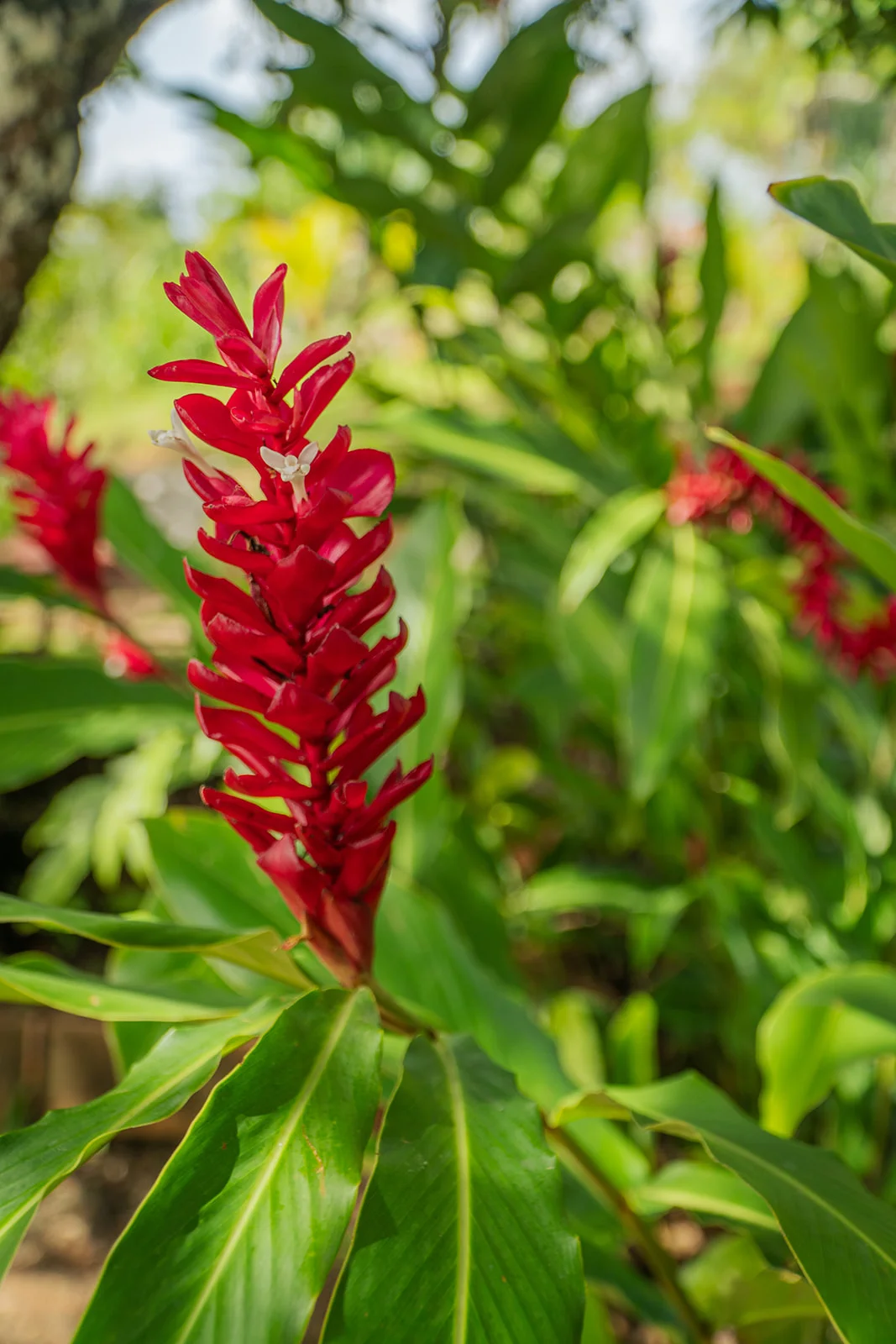 Fleur de gingembre rouge dans le jardin tropical des Vendredis, Martinique