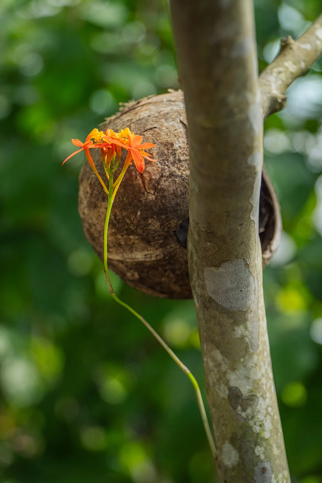 Orchidée orange sur coque de coco accrochée à un tronc, jardin Les Vendredis