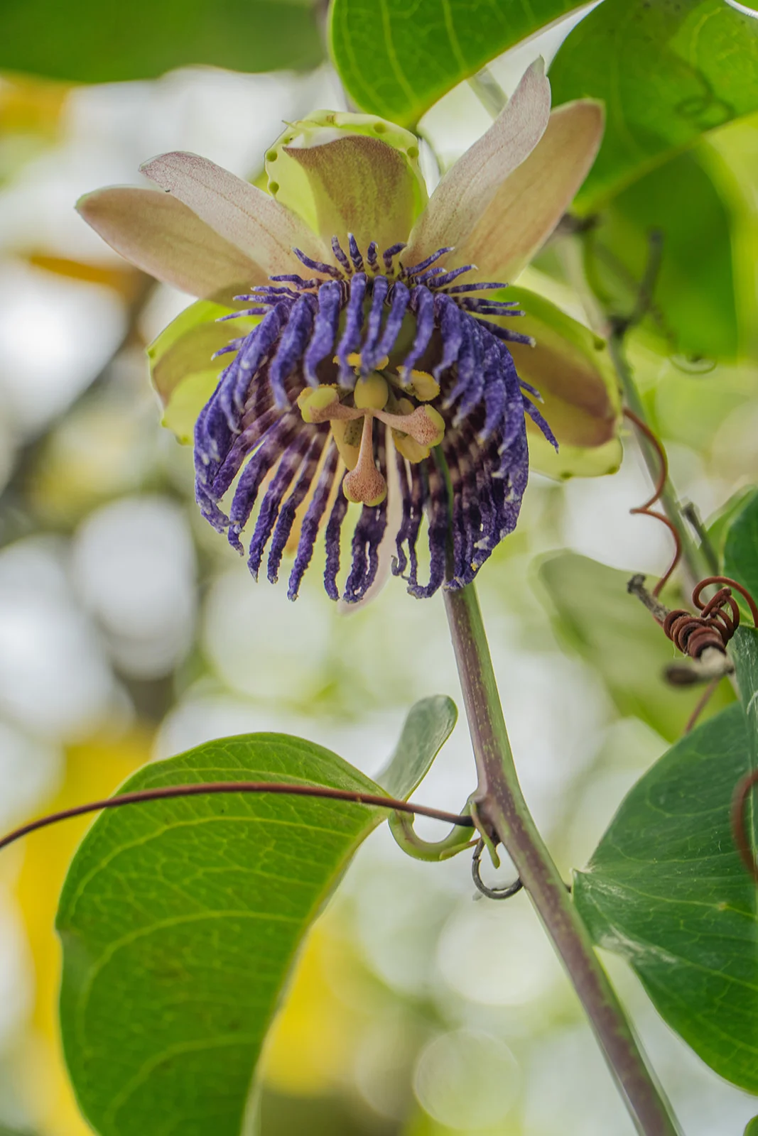 Fleur de la passion violette pleinement ouverte, jardin des Vendredis, Martinique