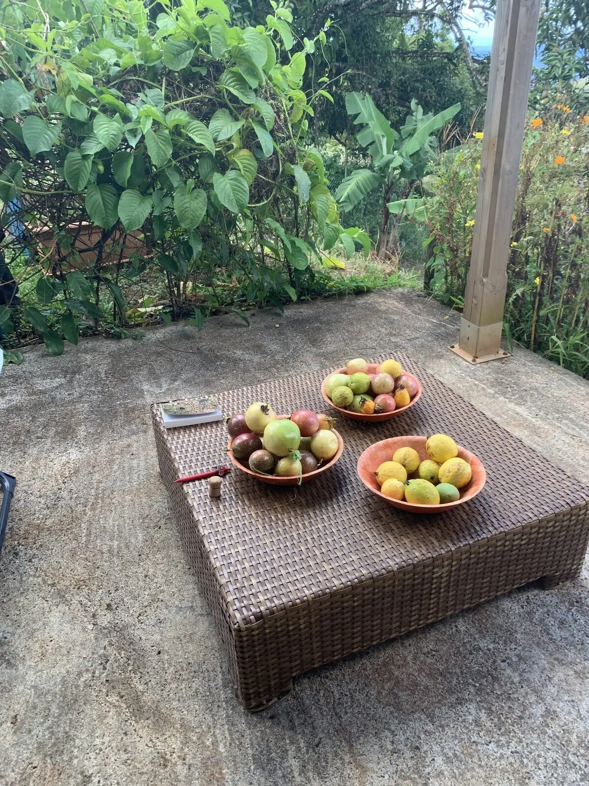 The harvest — guavas and mangoes from the Schoelcher compost