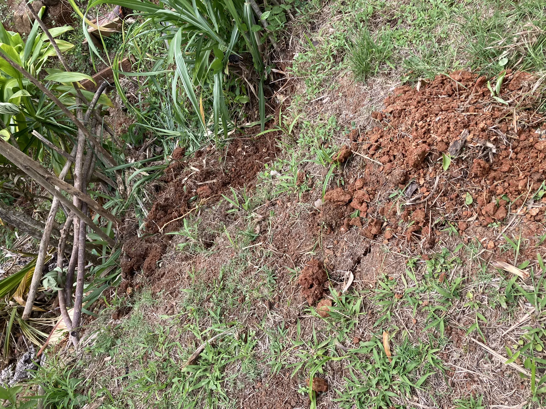Dedicated compost pit for dry toilet waste at Les Vendredis